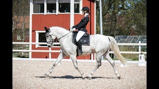 Dressage competition  Dressyrtävling LB1 [upl. by Naimaj]