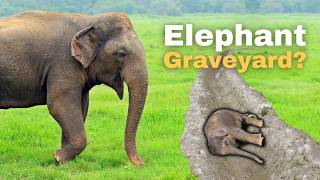 Elephants BURY Their Calves [upl. by Hakon]