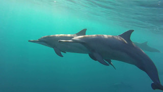 INCROYABLE nage avec dauphins dans locéan indien [upl. by Ahcsatan]