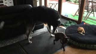 Borzoi Russian Wolfhound playing with Cornish Rex Cat [upl. by Odnalra103]