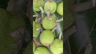 Kamansi bagong harvest  shorts shortvideo fruits vegetables plants [upl. by Ssilem]