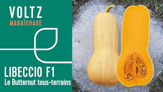 Courge Libeccio® F1  VOLTZ Maraîchage [upl. by Avevoneg]