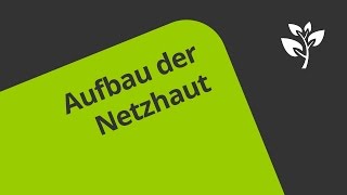 Aufbau der Netzhaut leicht erklärt  Biologie  Mensch [upl. by Abelard]