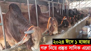 2024 কুরবানী ঈদে ঢাকার সাদিক এগ্রো ১ হাজার দেশি ও বিদেশি গরু নিয়ে প্রস্তুত Sadeeq agro farm [upl. by Baniez122]