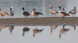 Bar Headed Geese at Motemajra Birding site [upl. by Sexton]