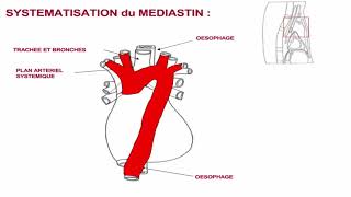 Organisation générale du médiastin [upl. by Reiser]