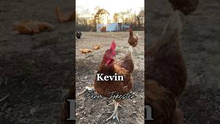 Kevin where are you kevin kev chicken haha hilarious lol farmjokester nameyellingchicken [upl. by Flore]