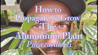 How to grow and propagate the Aluminium plant Pilea cardierei [upl. by Cooper]