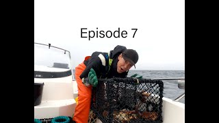 DOUBLE WHAMMY Lobster pot haul with SUPERB lobster catch Fishing Norway Hummerfiske 2021 Norge [upl. by Lamiv]