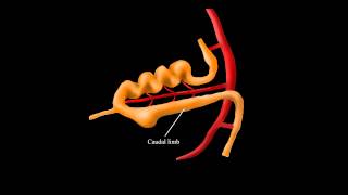 Embryological Rotation of the Midgut [upl. by Slavin590]