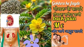 गोखरू के फायदे lगोखरू सफेद पानी lकमर दर्द lBenefits of Gokhru White [upl. by Petrick]