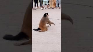 Funny monkey Sidhu Musa make chicken karahi farye anda and fun with everyone monkey [upl. by Artimed]