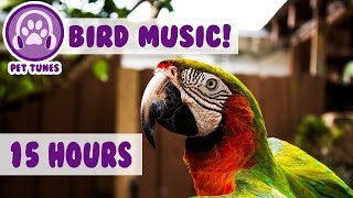 15 hours How To Calm A Parrot New Relaxing Music Has Helped Over 4 Million Pets  Pet Therapy [upl. by Loferski265]