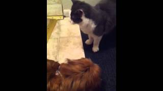 Reupload Pekingese dog and mix breed cat playing together [upl. by Mac602]