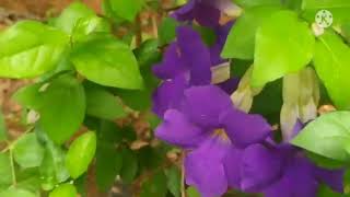 thunbergia erectaflowering plant [upl. by Ative264]