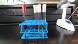 Fermentation of Carbohydrates [upl. by Oballa]