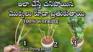 how to save dying plants in telugu  gardening [upl. by Nivek568]