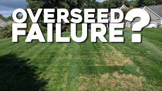 Overseed Failure  4 week update [upl. by Anyek353]