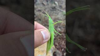 Oriental Long Headed Locust grasshopper insect shorts [upl. by Uy696]