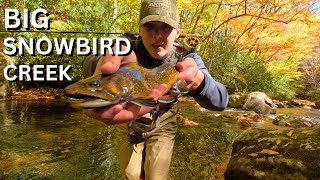 FLY FISHING BIG SNOWBIRD CREEK DELAYED HARVEST BEAUTIFUL BROOK AND BROWN TROUT [upl. by Snodgrass600]