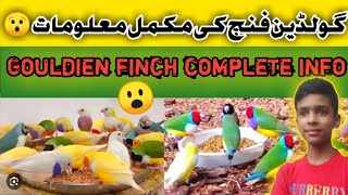 Goldien finch breeding tips 🤗 Goldien finch breeding  Goldien Finch ki Mukamal Malumat [upl. by Zerla]