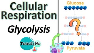 82  Glycolysis  Cell Respiration Part 1  IB Biology  TeachMe [upl. by Modesta]