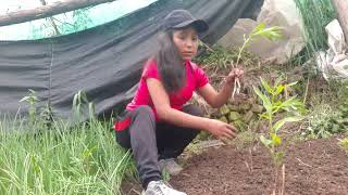 preparación medidas y plantación de rizomas de astromelias [upl. by Anelleh]