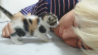 Rescued Kitten Diaries One Month🐾 Daily Cuteness Ep2 [upl. by Elleron513]