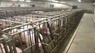 Dioxin BSE Gammelfleisch Massentierhaltung Tierquälerei [upl. by Orlina]