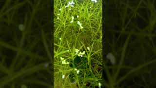 Aquarium Forest Guppy Grass Paradise with Guppies Mollies amp Swordtails [upl. by Tomchay575]