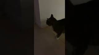 Cat yowling cat screaming yowling cat cat yowling howling screaming enemy neighbour [upl. by Winters837]