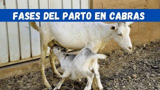 Parto en Cabras [upl. by Benkley673]