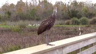 Limpkin screaming [upl. by Eimyaj155]