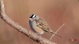 Pardal de Coroa Branca  White crowned sparrow [upl. by Ranee161]