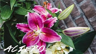 ORIENTAL LILIES GROWING CARE GUIDE [upl. by Atterual]