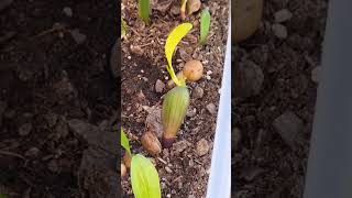 Clivia seeds sprouting [upl. by Dom]