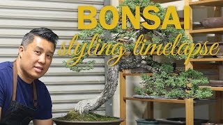 Styling Bonsai Timelapse [upl. by Yboj627]