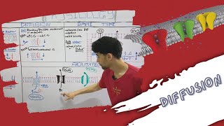 Transport Across Cell Membrane  Diffusion Simple amp Facilitated شرح بالعربى [upl. by Norat677]