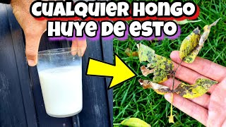 AQUÍ TE TRAIGO LA SOLUCIÓN para acabar con Los HONGOS DE tus plantas Fungicida Casero de LECHE [upl. by Siravat885]