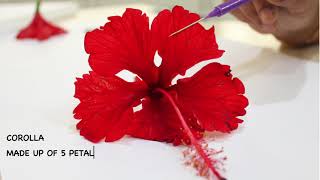 DISSECTION OF HIBISCUS ROSASINENSIS  ISC 12 [upl. by Lyrak]