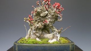 Bonsai Training Information  Chaenomeles Japonica [upl. by Ayokal]