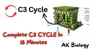 Complete C3 cycle Calvin cycle Photosynthesis [upl. by Yendahc]