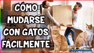 MUDANZA CON GATOS QUÉ HACER ANTES DURANTE Y DESPUÉS  SiamCatChannel [upl. by Arymas]