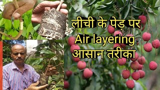 नए पौधे बनाने के लिए air layering है सबसे अच्छा और आसान तरीका । [upl. by Maidel]