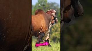 Massive Huge Gir Bull  2024 Qurbani Gorur Haat  shorts pets animals cow goru [upl. by Ahsienek205]