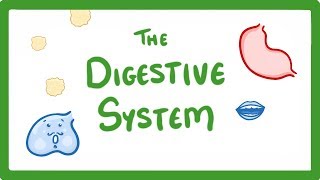 GCSE Biology  Digestive System 18 [upl. by Heilner]