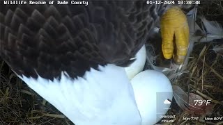 Dade County Eagles  We are on PIP WATCH🐣 Closeup of Rose and Rons eggs  1029  01122024 [upl. by Eisned175]