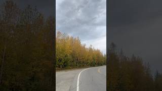 Trees in Eielson AFB Alaska during early September 2024 [upl. by Reidid]