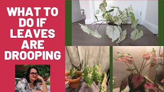 HOW TO AVOID CALADIUM LEAF DROOPING VERY SIMPLE TRICKS [upl. by Robb]