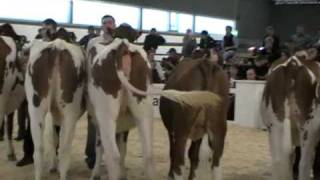 Berner Junior Expo 2009 Wahl der Rindermiss RedHolstein [upl. by Xuaegram]